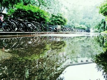 Trees in a river