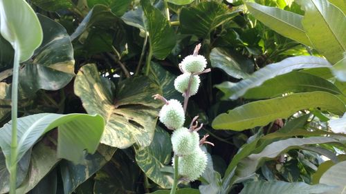 Close-up of plants