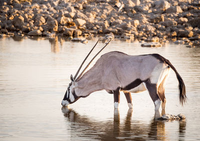 Side view of oryx antelope drinking water at etosha national park, namibia