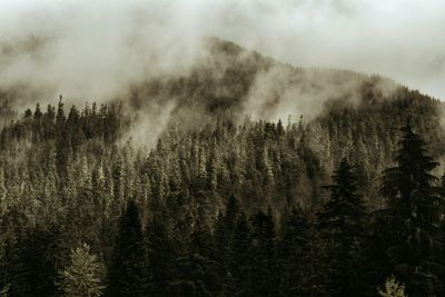 Scenic view of forest