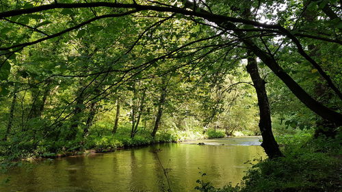 Scenic view of lake in forest