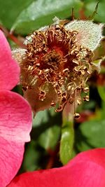 Close-up of pink flowers blooming outdoors