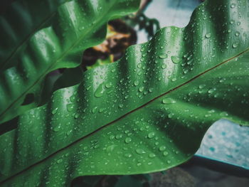 Close-up of wet plant leaves during rainy season