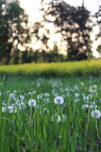 Close-up of dandelion growing in field