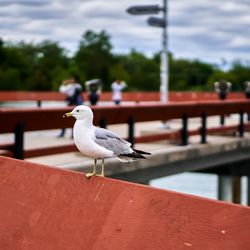 Close-up of seagull perching on railing