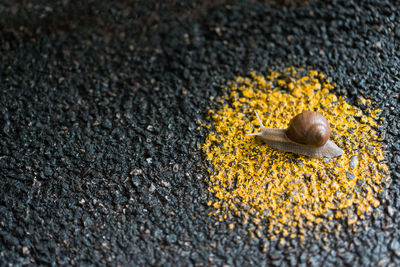 Close-up of snail