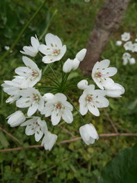 Close-up of white flowers