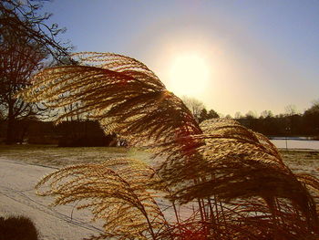 Trees against clear sky during winter