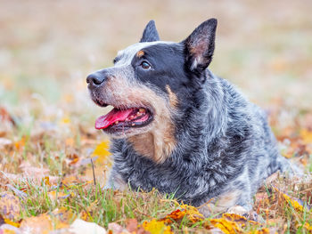 Gray dog lying in the grass and fallen colored leaves. a smart burly dog working a cattle breed.