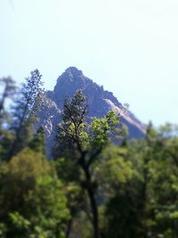 Scenic view of trees against clear sky