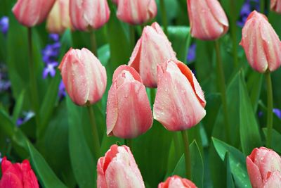 Close-up of pink flowering plants