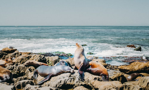 High angle view of sea lion on beach