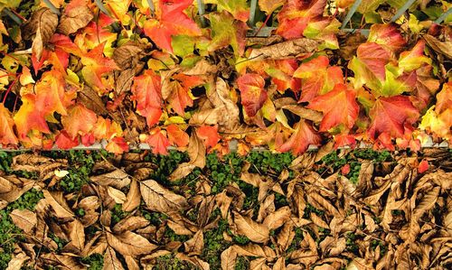 Close-up of maple leaves on tree during autumn