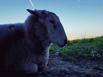 Horse in a field