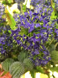 Close-up of purple flowers