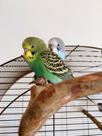 Close-up of parrot perching in cage