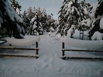 Snow covered trees