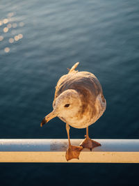 Close-up of seagull perching on railing