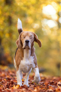 Dog looking away