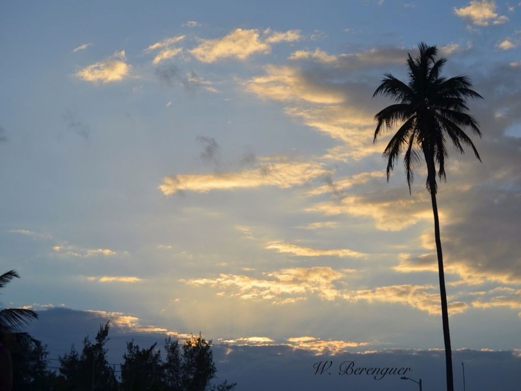 palm tree, sky, tree, low angle view, cloud - sky, silhouette, beauty in nature, tranquility, sunset, scenics, nature, cloudy, tranquil scene, cloud, growth, tree trunk, no people, outdoors, idyllic, coconut palm tree