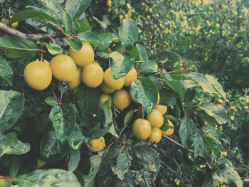 Close-up of fruits on tree