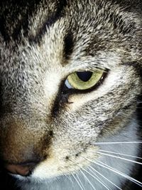 Close-up portrait of cat