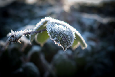 Close-up of frost on branch