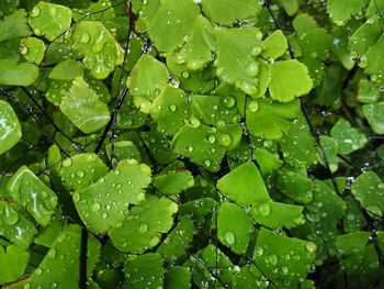 Full frame shot of wet leaves on rainy day