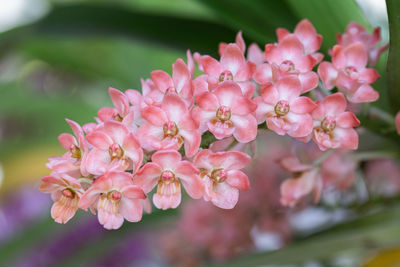 Close-up of pink cherry blossom