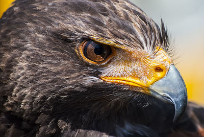 Close-up of eagle