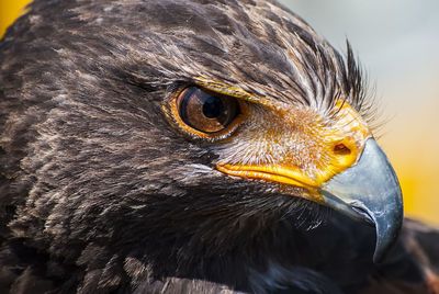 Close-up of eagle