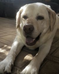 Close-up portrait of golden retriever