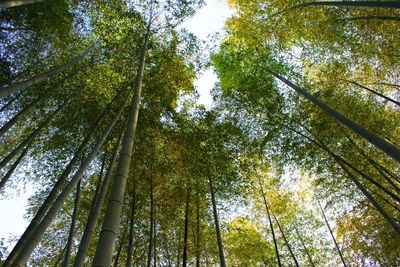 Low angle view of bamboo trees in forest