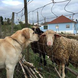 Dog looking at sheep through fence