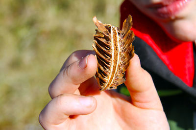 Close-up of pine cone