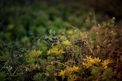 Close-up of plant against blurred background