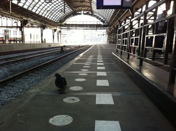 High angle view of bird walking at railroad station platform