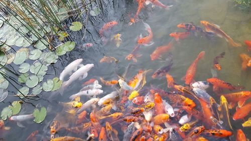 High angle view of koi carps swimming in water