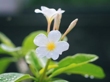 Close-up of raindrops on white flowering plant