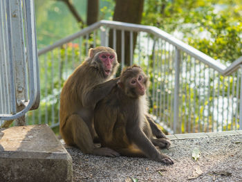 Close-up of grooming macaques