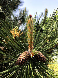 Close-up of pine cones on tree