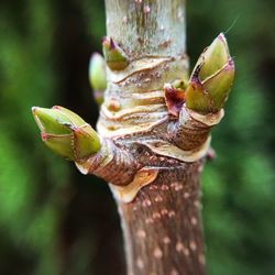 Close-up of flower bud growing on tree