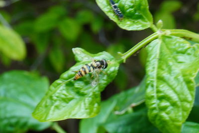 Close-up of insect on leaf