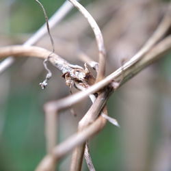 Close-up of dead plant