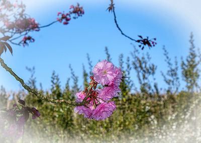 Close-up of pink cherry blossoms against sky