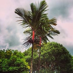 Low angle view of palm trees against cloudy sky