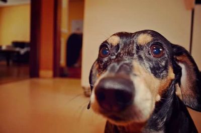 Close-up portrait of dog