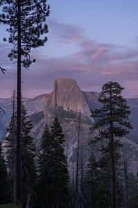 Scenic view of pine trees and mountains against sky