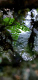 Close-up of leaf floating on water