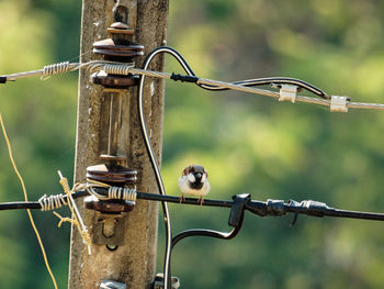 Close-up of barbed wire